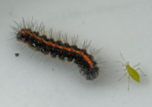Euplagia quadripunctaria